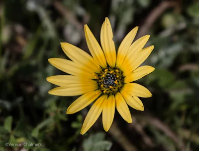 Wildflower Canon EOS 70D  / Woodbridge Island Cape Town 03