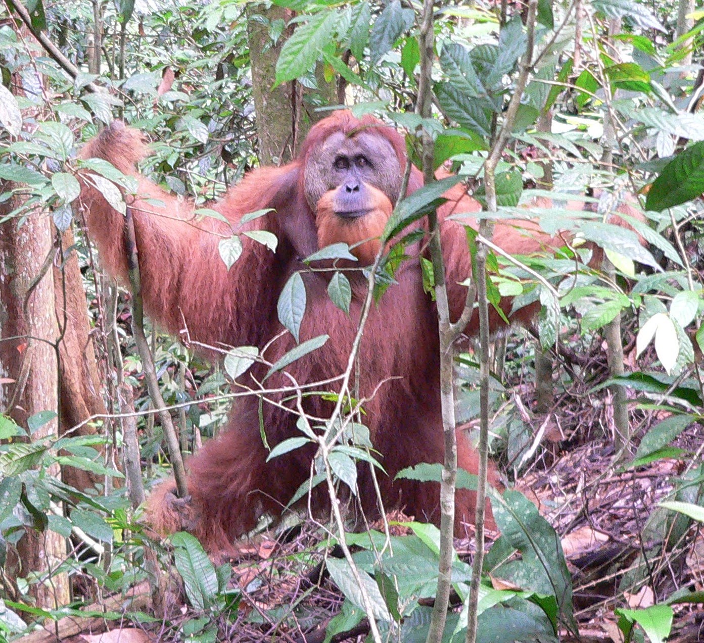 Veggie Revolution My search for a wild orangutan  in 
