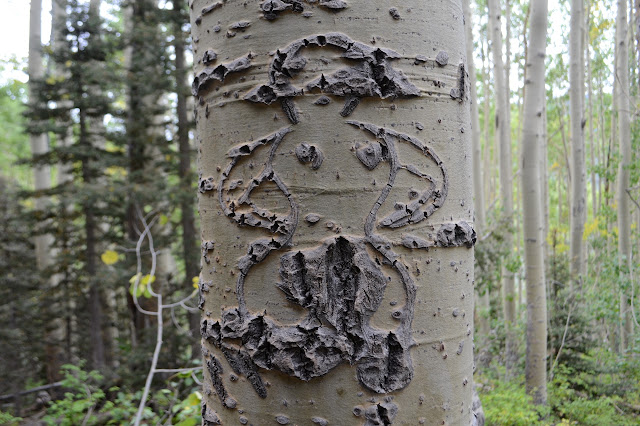 lines carved into an aspen tree