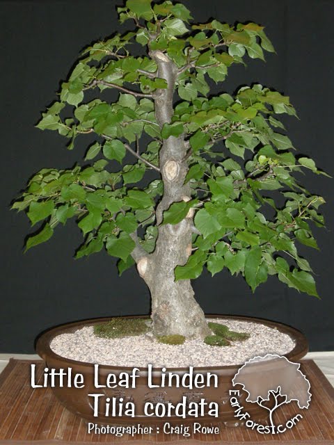 japanese maple bonsai. japanese maple bonsai for