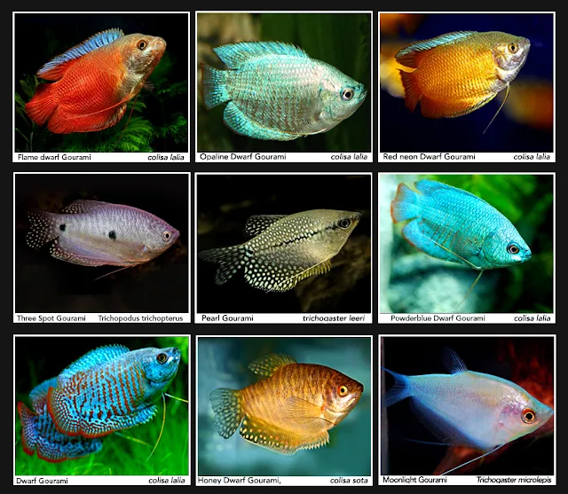 เลี้ยงปลากระดี่สวยงาม พันธุ์ต่าง ๆ ปลากระดี่ของไทย มีกี่ชนิด...