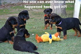 30 Funny animal captions - part 18 (30 pics), funny rottweiler puppy gang meme, no one can ever know what happened here