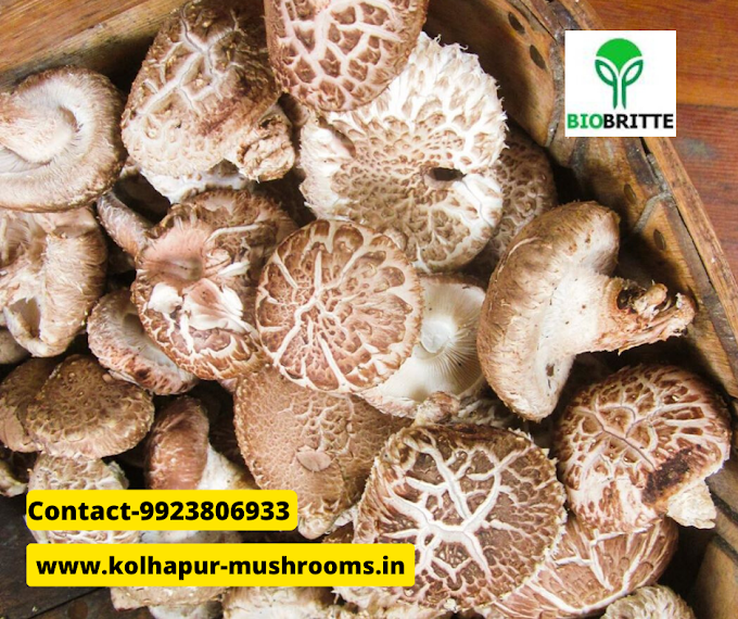 Shiitake mushroom | Biobritte mushrooms | Biobritte mushroom supplier