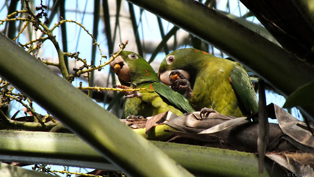 White-eyed Conure Aratinga leucophthalmus propinqua Periquitão-maracanã Calancate Ala Roja