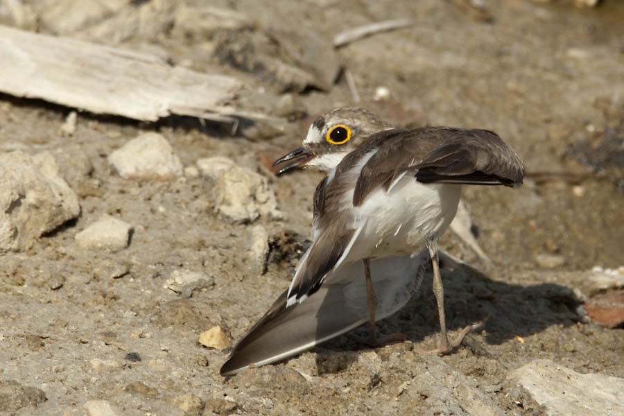 On the beach: breeding shorebirds and visiting tourists | wadertales