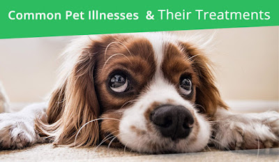 Common Pet Illnesses And Their Treatments