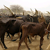 20 cows die mysteriously in Kogi