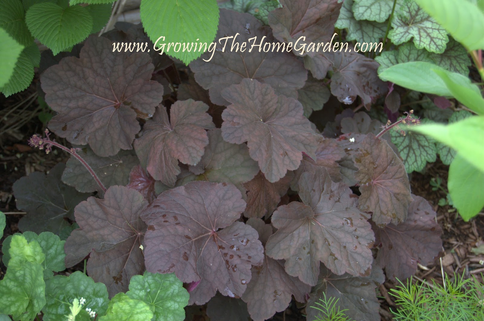 Heuchera (Coral Bells) from Cool Plants for The Home Garden