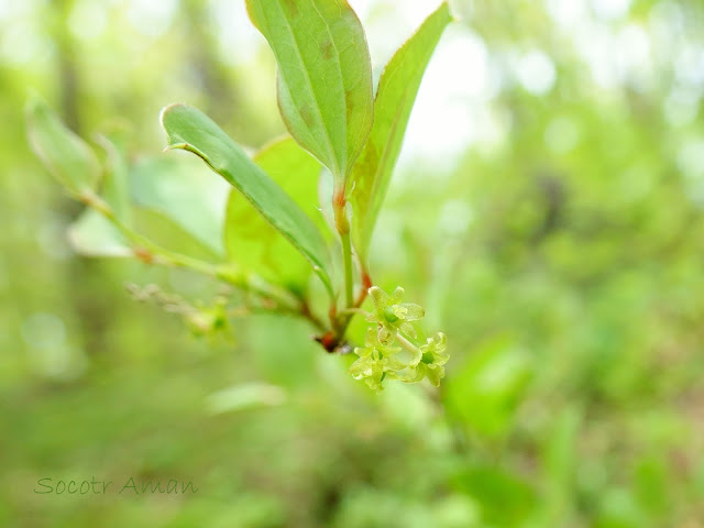 Smilax china