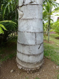 Caryota urens - Caryote brûlante - Palmier céleri à tronc simple