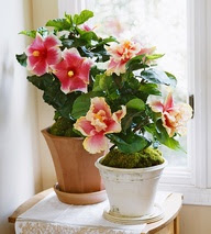 Atualmente,  a flor do hibisco é bastante conhecida em forma de chá. Mas essa, trata-se da planta usada para fins medicinais, retirada da flor identificada como Hibiscus Sabdariffa.