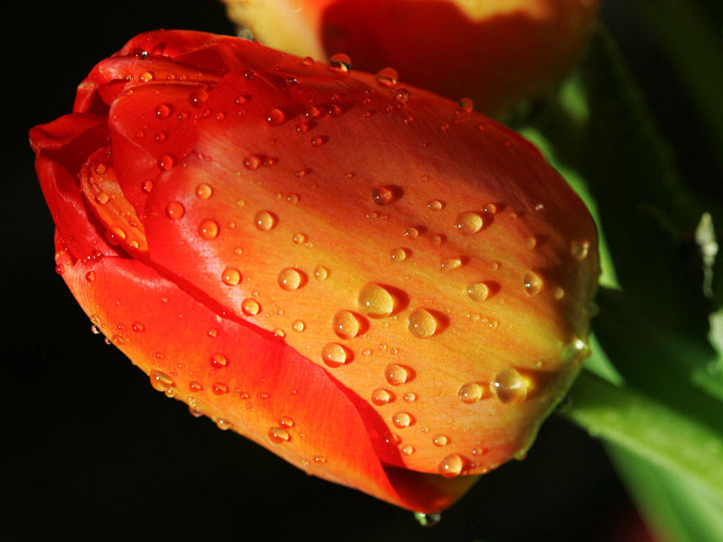 abstract beautiful water drop on new red flower | 16 Beautiful Examples of Flower Photography | totally Cool pix | best Photographer | big picture | wallpaper