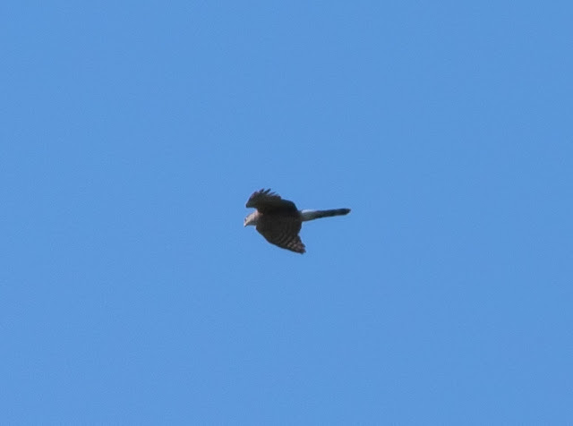 Hawk sp - Mead Botanical Garden, Florida