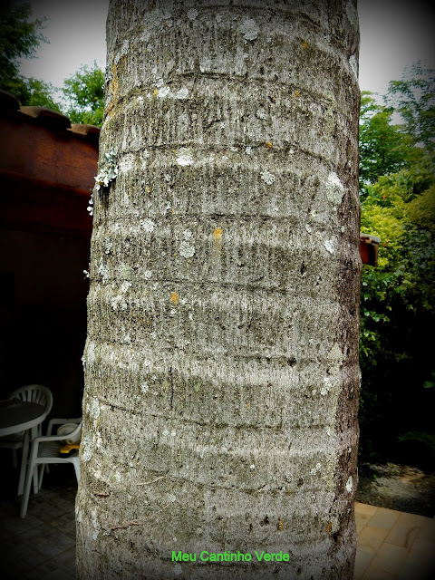 Caule ARECA-DE-LOCUBA -  Dypsis madagascariensis 