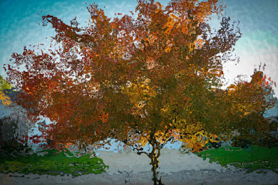 autumn tree