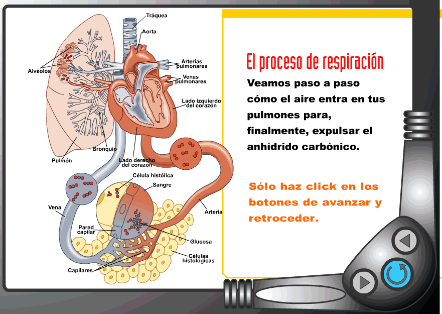 http://static.icarito.cl/20100324/727761.swf