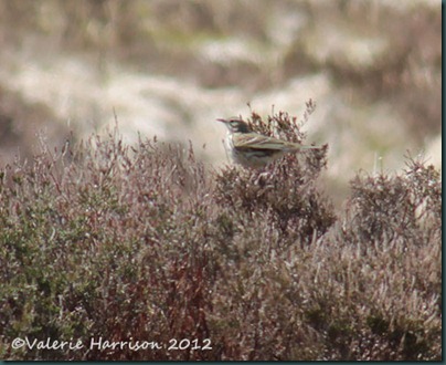 8-pipit