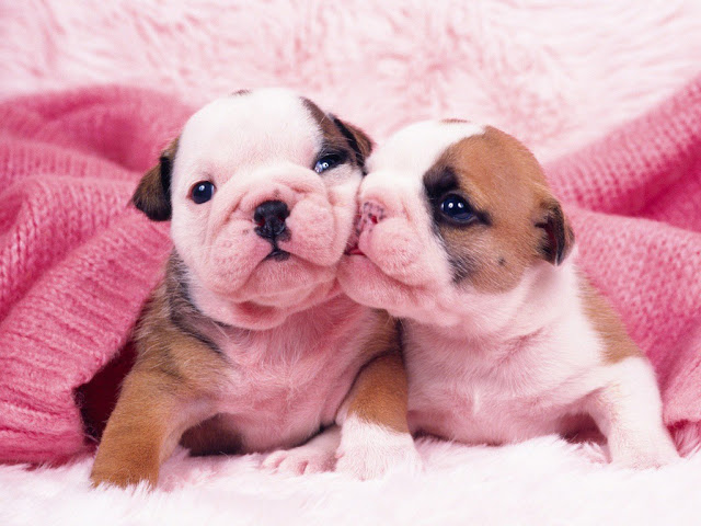  Puppies-Wallpaper-109