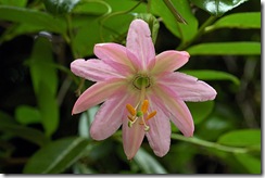 Passiflora tarminiana1