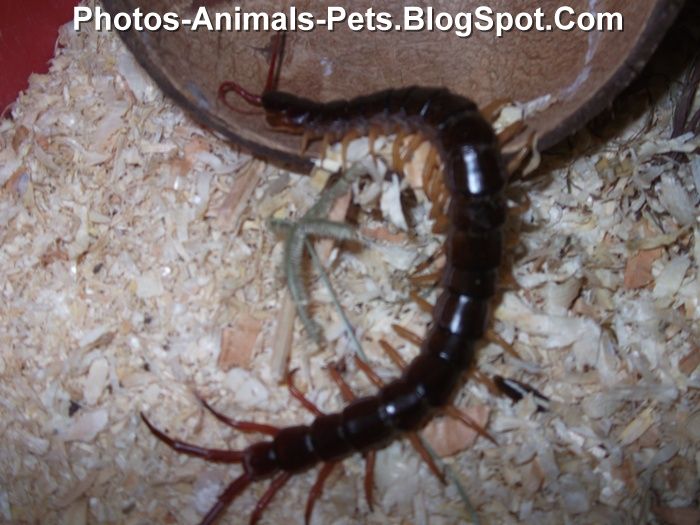 Photo of centipede