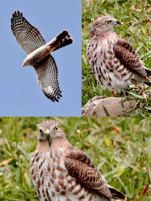 "Shikra Accipiter badius,collage"