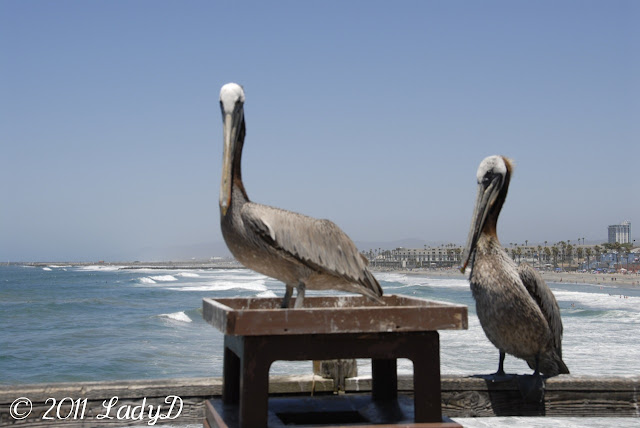 Two Pelicans: LadyD Books