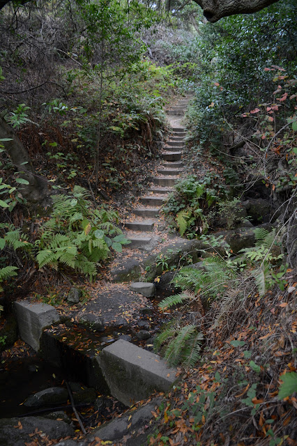 steps along the trail to a thin stream