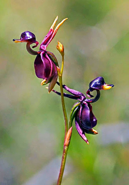 resemble flowers, Flying Duck Orchid - Caleana Major