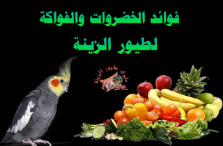 فوائد الخضروات والفواكة لطيور الزينة