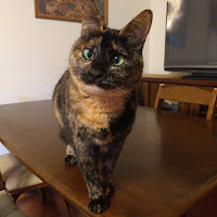 ｒｉｃｏ宅＊保護猫ルアナ♀8歳