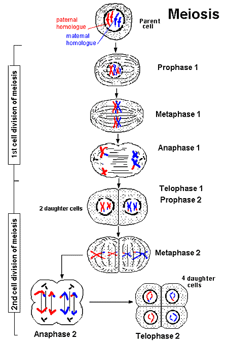 steps of meiosis. 3/28/11 Discussion on Meiosis