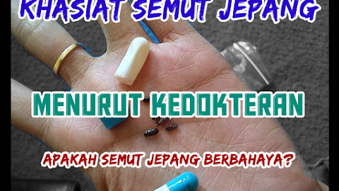 Khasiat semut jepang menurut kedokteran