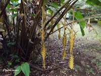 Yellow heliconia flowers close up - Ho'omaluhia Botanical Garden, Kaneohe, HI