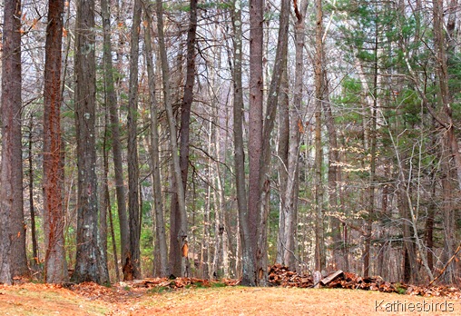 10. woods_kathiesbirds