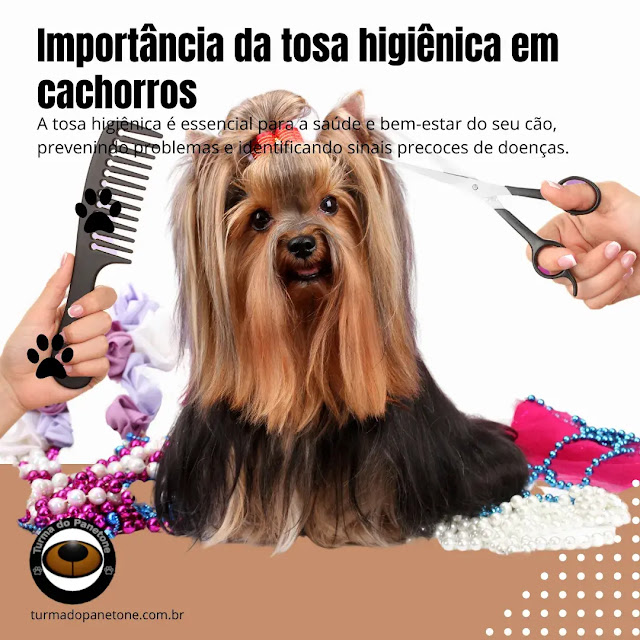 Importância da tosa higiênica em cachorros