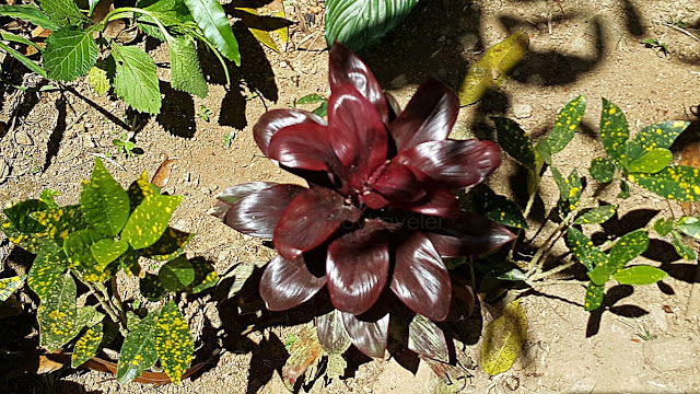 flora at Lake Danao, Ormoc