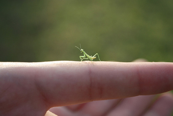 15 pictures of baby praying mantises, baby praying mantis