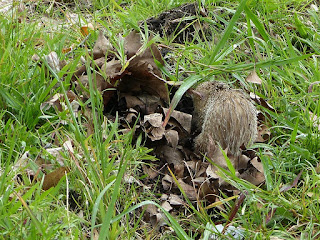 Tenrec ecaudatus - Tangue - Tengue