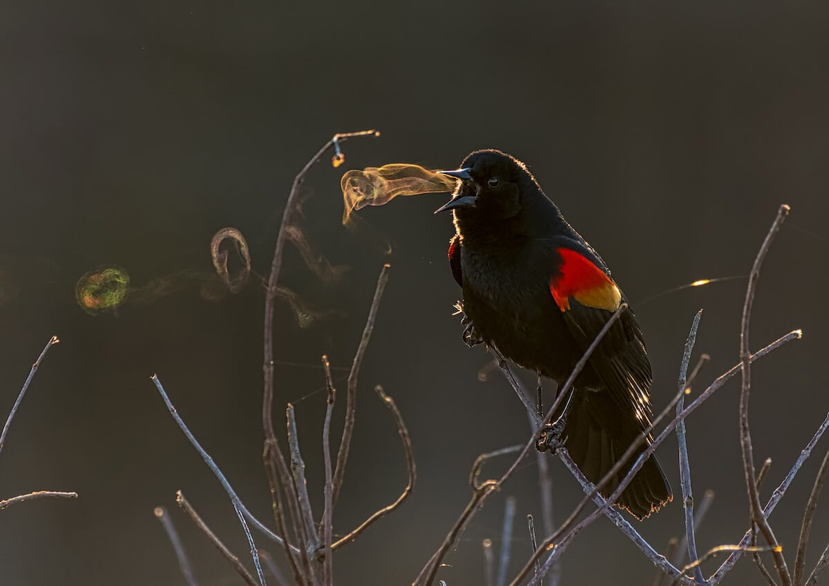 Mesmerizing Pictures That Won The 2019 Audubon Photography Awards