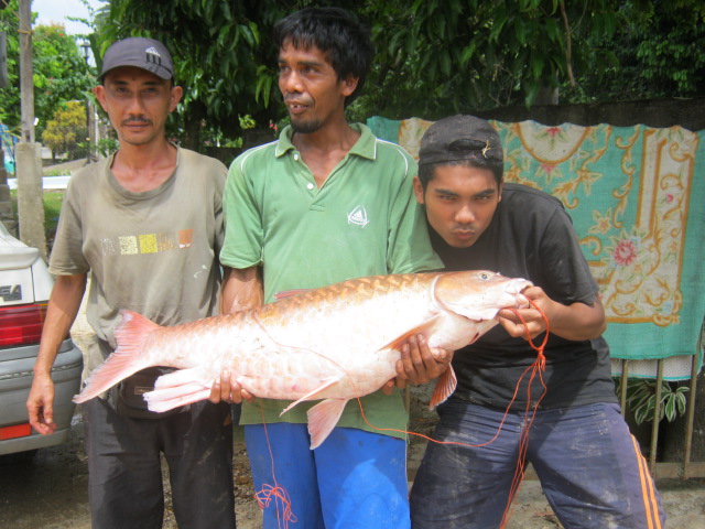 Azram Sulong: ikan kelah besar