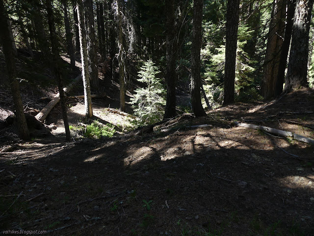 dirt scraped clean of forest litter in a line