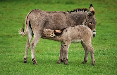 Klasifikasi Equus asinus