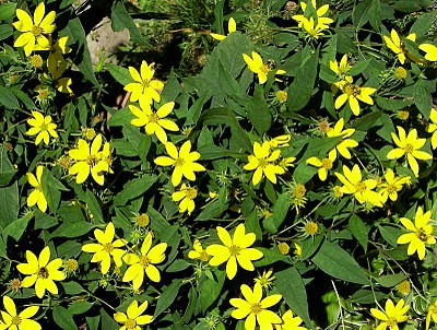 Woodland sunflowers (Helianthus divaricatus)