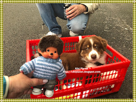 kiki monchhichi chiot berger australien chien 
