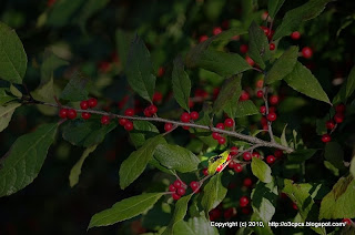 Bugs and Berries