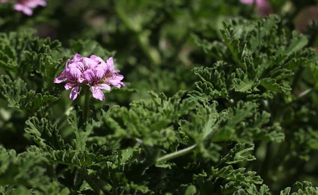 Pelargonium Graveolens Flowers Pictures