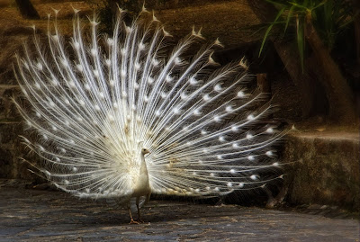 White peacock wallpaper 