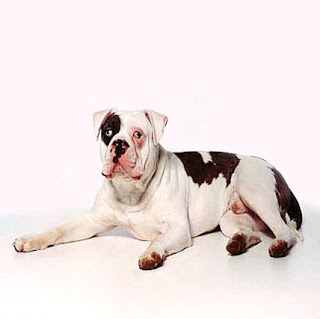 Alapaha Blue Blood Bulldog