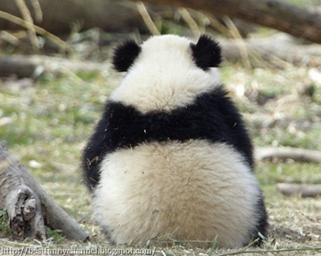 Funny fluffy panda.