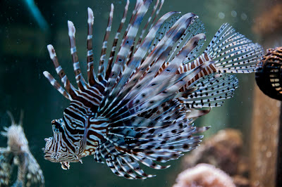 Peixe-leão (Nome Científico: Pterois volitans)